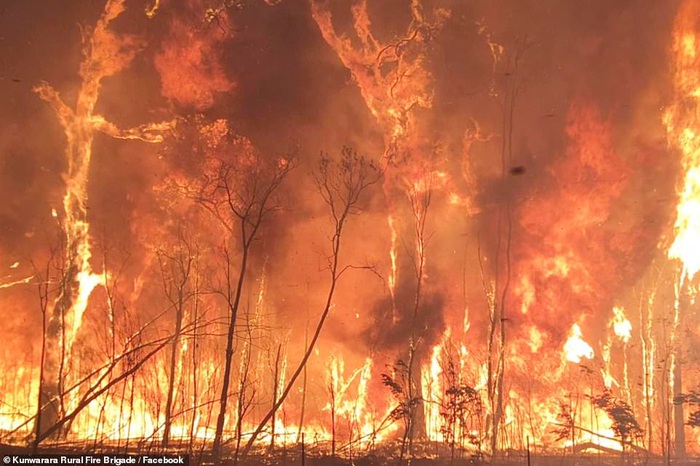 Cháy rừng gây thiệt hại kinh tế 20 tỷ AUD cho Australia  - Ảnh 1.