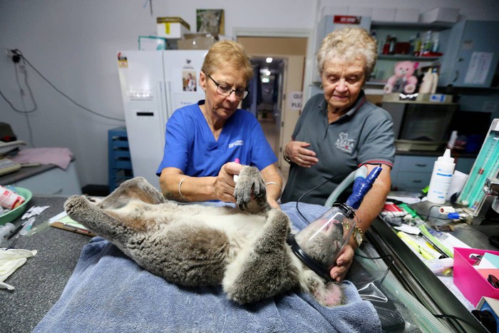 Giám đốc bệnh viện Cheyne Flanagan (trái) và tình nguyện viên Barbara Barrett đang điều trị cho 1 chú gấu koala bị bỏng tại Bệnh viện Port Macquarie Koala