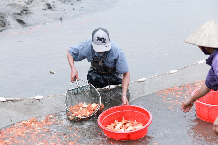 Ông Hà Công Vụ, trưởng khu 3, làng Thủy Trầm cho hay, để chuẩn bị lượng cá lớn phục vụ nhu cầu của người dân dịp Tết ông Công, ông Táo, ngay từ đầu năm, người dân trong xã phải chuẩn bị ao, ươm cá giống.