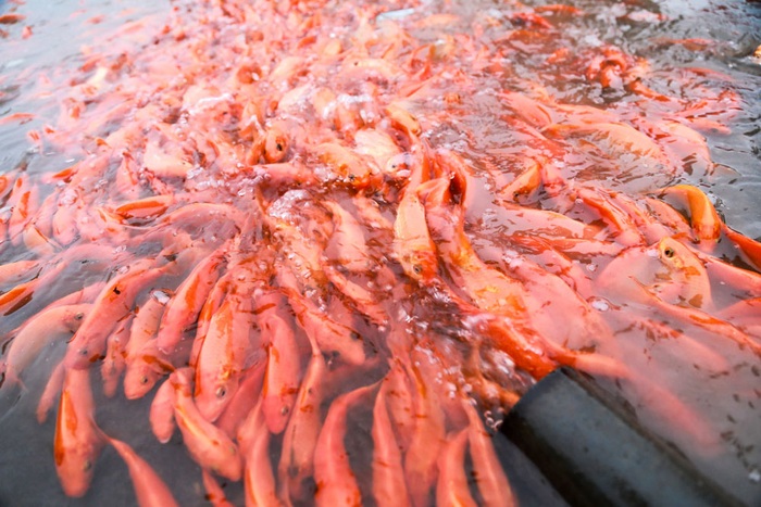 Cá chép Thủy Trầm là giống cá chép đỏ và đẹp nhất vùng này, nên thương lái khắp nơi, từ Lào Cai, Yên Bái ở mạn ngược tới Nam Định, Thái Bình miền xuôi cũng đều tìm đến đây để thu mua.