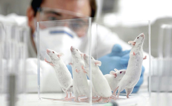 Lịch sử y học kỳ thú của chuột thí nghiệm - Ảnh 1.