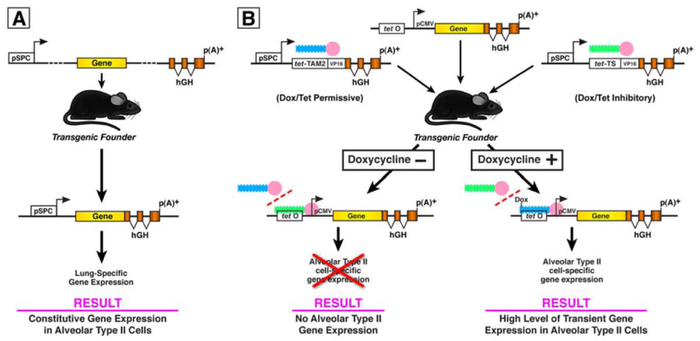 Quá trình biến đổi gen của chuột