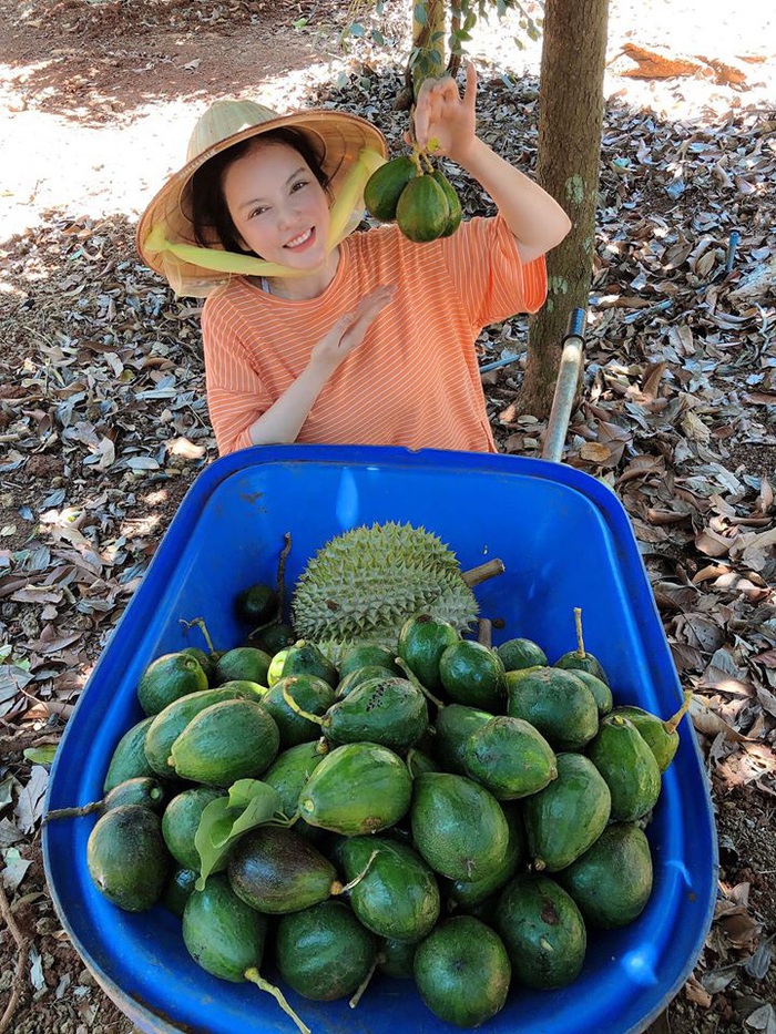 Lý Nhã Kỳ thu hoạch bơ, sầu riêng