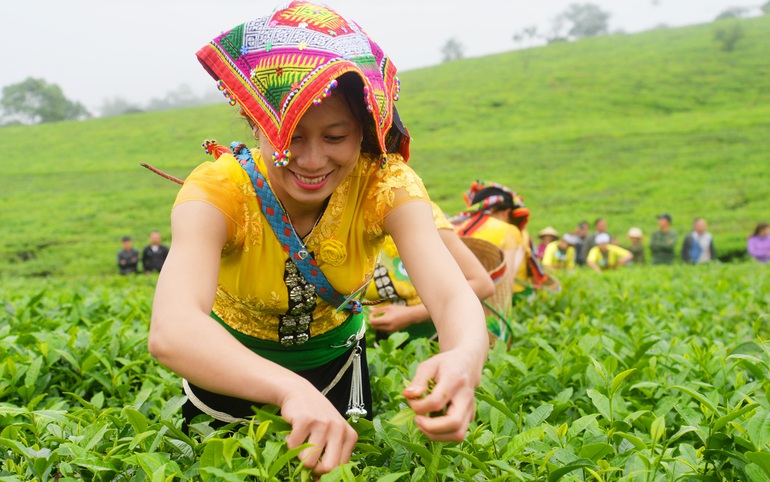 Người dân huyện Mộc Châu (tỉnh Sơn La) thu nhập ổn định nhờ việc chọn phát triển cây chè chất lượng cao. Ảnh: ST Người dân huyện Mộc Châu (tỉnh Sơn La) thu nhập ổn định nhờ việc chọn phát triển cây chè chất lượng cao. Ảnh: ST