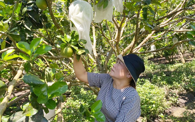Mô hình trồng bưởi da xanh của chị Nguyễn Thị Tâm, hội viên phụ nữ xã Sơn Bua, huyện Sơn Tây, Quảng Ngãi
