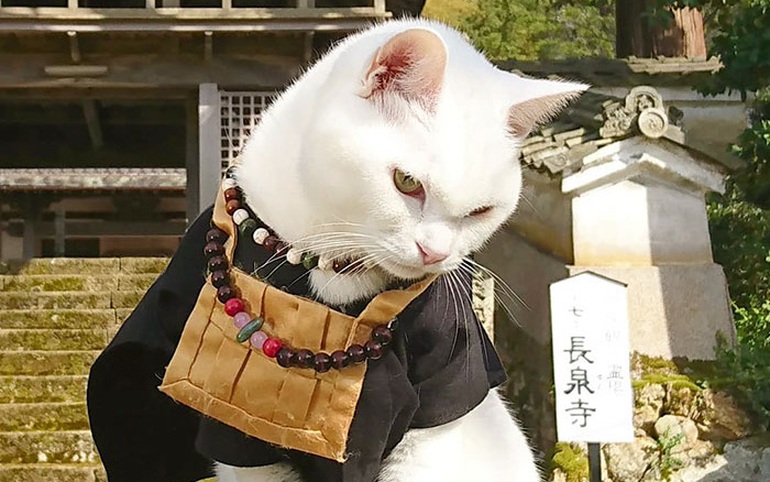Nyan Nyan Ji, chùa Mèo nổi tiếng có một không hai ở Nhật Bản Nyan Nyan Ji, chùa Mèo nổi tiếng có một không hai ở Nhật Bản