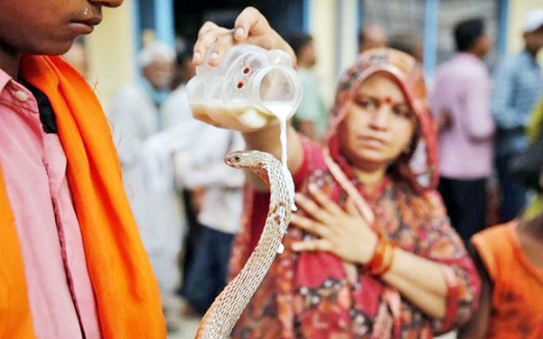 Cho rắn uống sữa - một hành động tôn thờ rắn trong lễ hội Naga Panchami. Ảnh: Ravi Posavanike