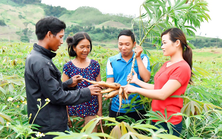 Cán bộ khuyến nông huyện Kbang hướng dẫn kỹ thuật chăm sóc cây mì cho người dân tộc thiểu số. Ảnh minh họa: Đ.T