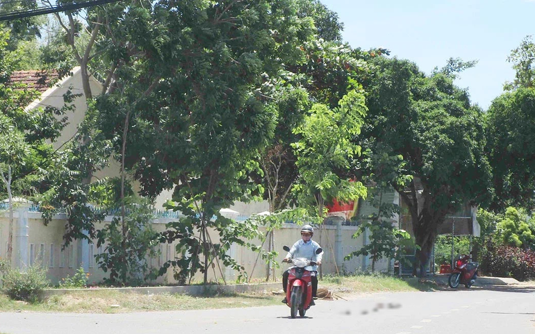 Đường liên thôn ở khu vực giáo xứ Gò Thị rợp bóng cây xanh