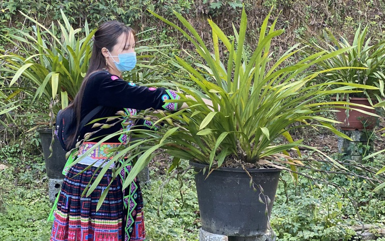 Nhiều phụ nữ xã Sin Suối Hồ, huyện Phong Thổ (tỉnh Lai Châu) thoát nghèo nhờ trồng hoa địa lan