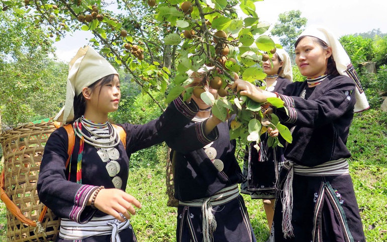 Đồng bào dân tộc Dao thu hoạch lê - một cây trồng chủ lực giúp người dân xóa đói, giảm nghèo. Ảnh: TTXVN