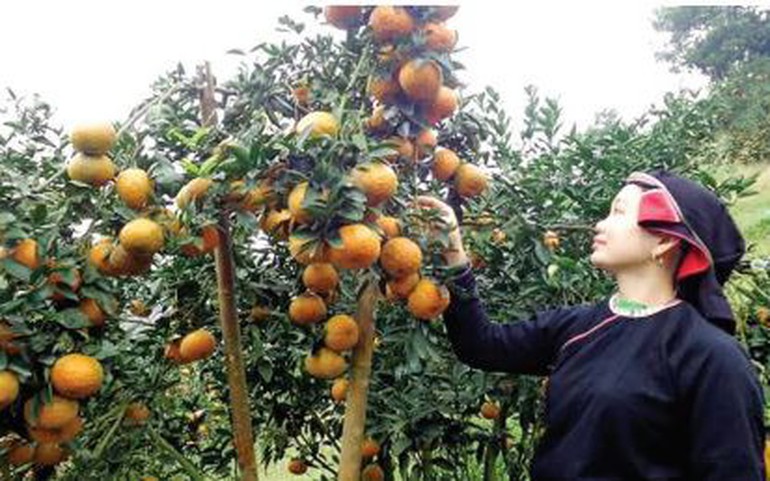 Chị Trương Thị Niệm bên vườn cam sành đạt chuẩn VietGAP. Ảnh: BL