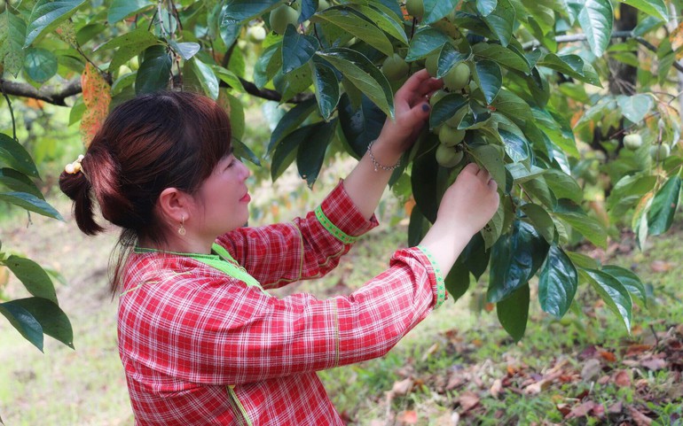 Chị Hoàng Thị Hiển chăm sóc cho vườn hồng không hạt Bảo Lâm.