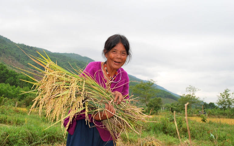 Phụ nữ Cơ Tu mừng ngày thu hoạch lúa nước.