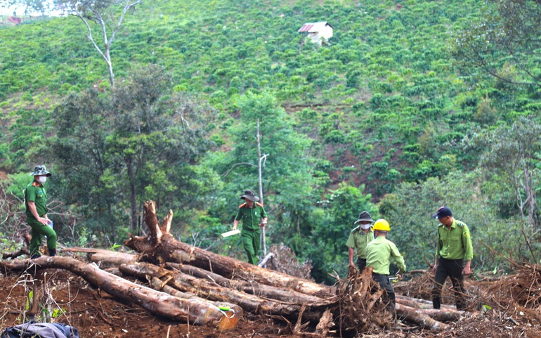 Cơ quan chức năng kiểm tra hiện trường một vụ phá rừng