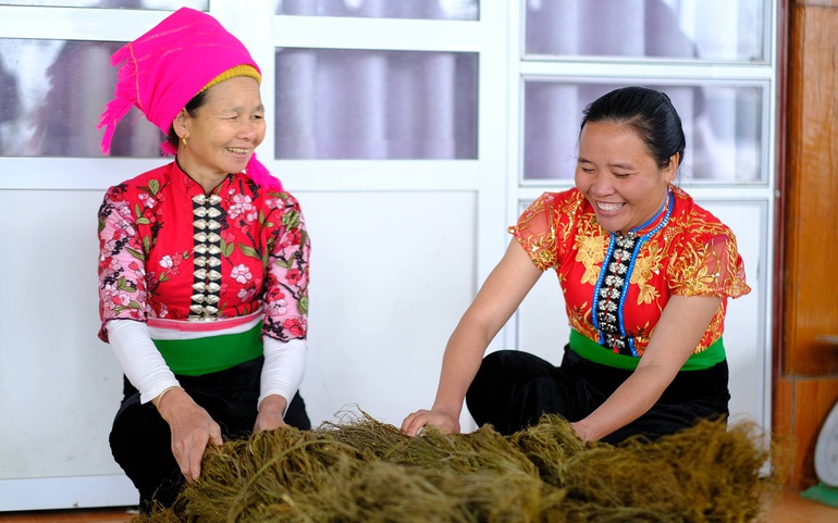 Phụ nữ Sơn La thu hoạch cây gai xanh để cung cấp nguyên liệu sản xuất vải sợi gai, ổn định kinh tế