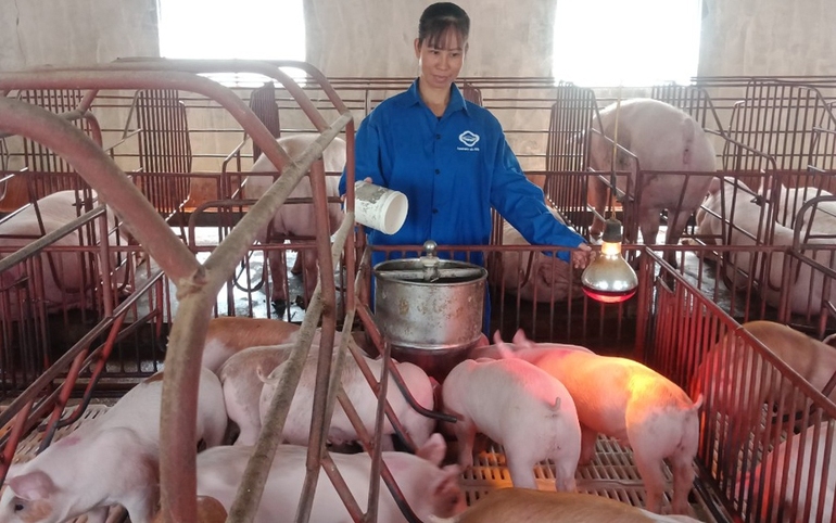 Đàn lợn nuôi của gia đình chị Vũ Thị Hồng Nhung.