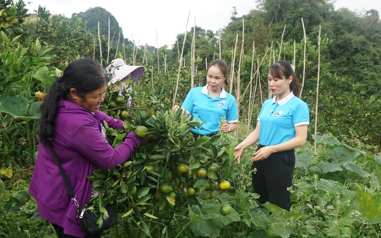 Cán bộ Hội LHPN huyện Mường Khương thăm mô hình trồng cây ăn quả của bà Bình