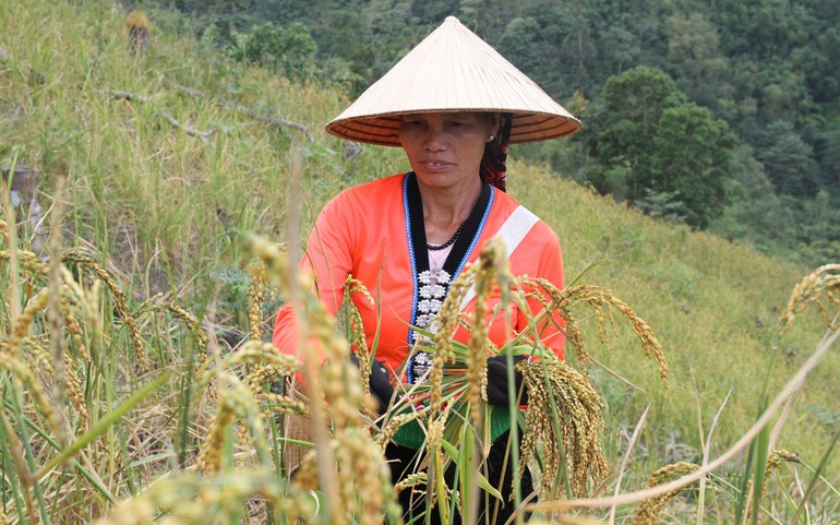 Phụ nữ dân tộc Tày thu hoạch lúa nếp nương trên non cao.
