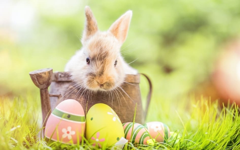 Hình ảnh thỏ mang trứng trở thành một nét đặc biệt trong ngày lễ Phục Sinh của phương Tây.