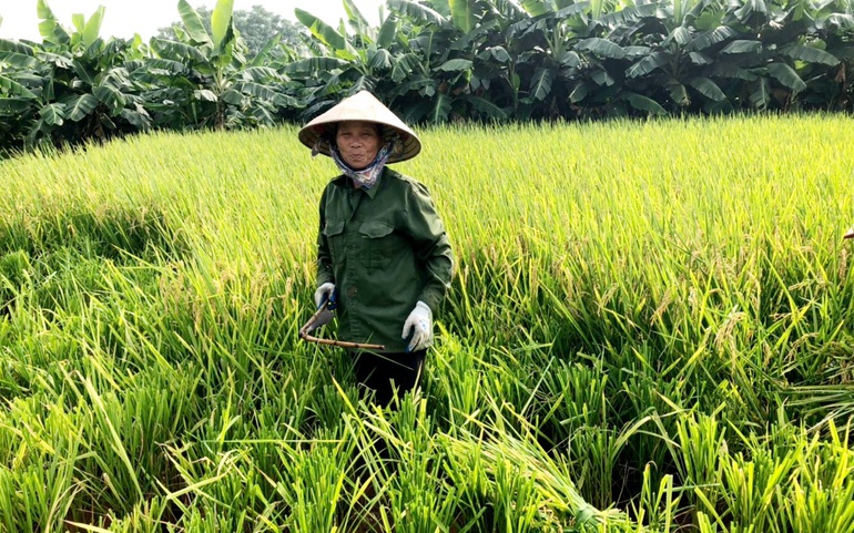 Bà Lê Thị Chiến, một trong những hộ đã thoát nghèo của xã Hà Thạch, thị xã Phú Thọ, tỉnh Phú Thọ