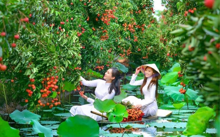 Những vườn vải thiều được ví như miền Tây thu nhỏ tại Thanh Hà, Hải Dương