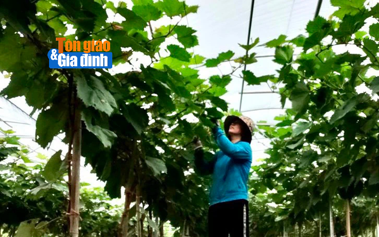 Chị Phạm Thị Hương, Phó giám đốc Hợp tác xã nông trại hữu cơ Thái Bình, đang chăm sóc vườn nho