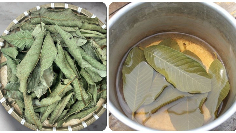 Tránh rủi ro sức khỏe khi dùng nước lá ổi - Ảnh 1. Tránh rủi ro sức khỏe khi dùng nước lá ổi - Ảnh 1.