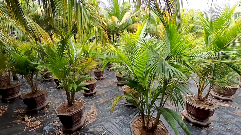 An Giang: Độc đáo rặng dừa "Phúc - Lộc - Thọ" trên Cồn Én- Ảnh 2.