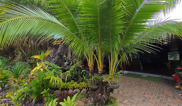 An Giang: Độc đáo rặng dừa "Phúc - Lộc - Thọ" trên Cồn Én- Ảnh 1.