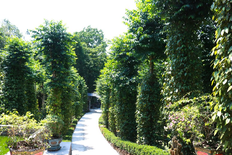 "Dân vận khéo" ở Thạnh Bình: Khi phụ nữ gìn giữ nếp nhà, mở lối sinh kế- Ảnh 9.