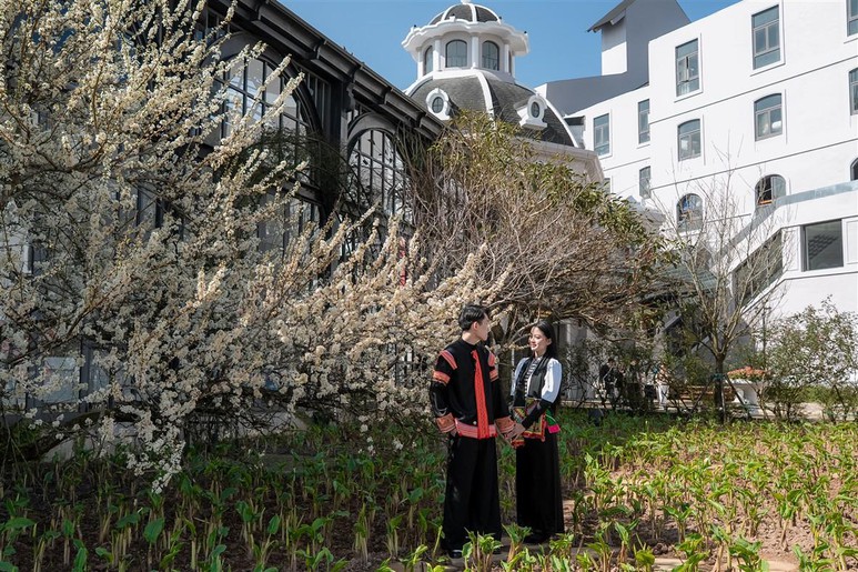 Giới trẻ "rần rần" check-in cây mận cổ thụ trắng muốt đẹp như phim tại Sun World Fansipan Legend- Ảnh 1.