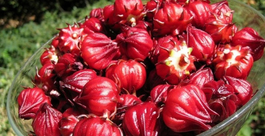 'Cô gái Atiso đỏ' giành giải nhất cuộc thi khởi nghiệp tỉnh Thừa Thiên Huế - Ảnh 2.