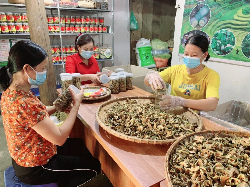 Khoa học công nghệ tăng giá trị cho nông sản vùng cao - Ảnh 3. Khoa học công nghệ tăng giá trị cho nông sản vùng cao - Ảnh 3.