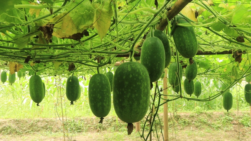 Khoa học công nghệ tăng giá trị cho nông sản vùng cao - Ảnh 2. Khoa học công nghệ tăng giá trị cho nông sản vùng cao - Ảnh 2.