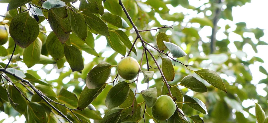 Hồng không hạt Gia Thanh: Tạo điểm tựa giảm nghèo cho phụ nữ- Ảnh 3.