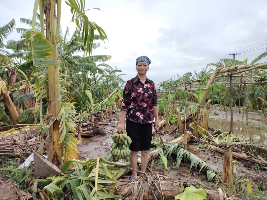 Nông dân trồng chuối ở Hưng Yên: Còn người còn của, bình tĩnh khắc phục hậu quả bão lũ- Ảnh 2.