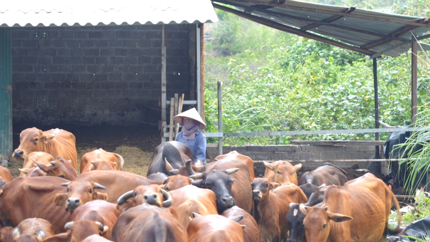 Quảng Ninh hỗ trợ hội viên, phụ nữ giảm nghèo gắn với xây dựng nông thôn mới- Ảnh 1.