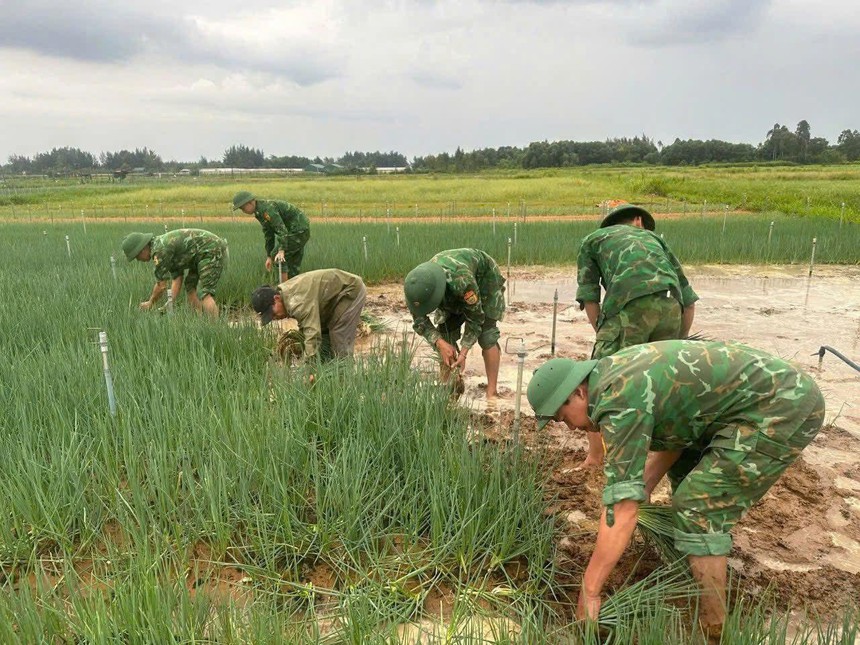 Nghệ An: 400ha rau bị ngập do mưa lớn, dân bán rau non gỡ vốn- Ảnh 1.