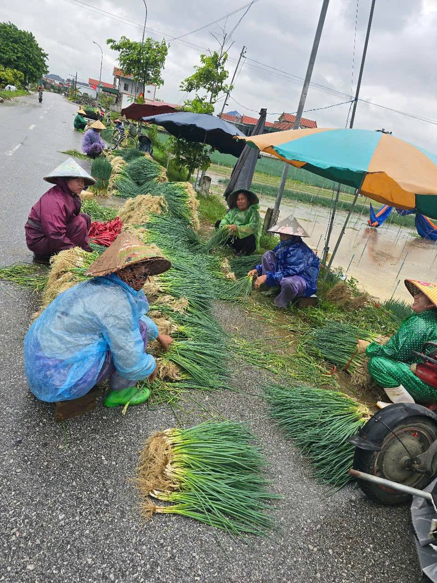 Nghệ An: 400ha rau bị ngập do mưa lớn, dân bán rau non gỡ vốn- Ảnh 4.