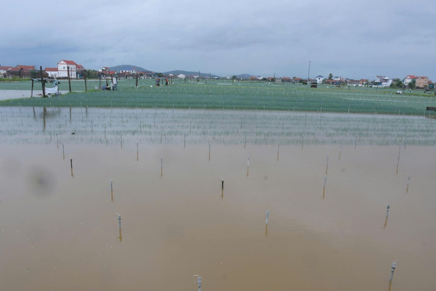 Nghệ An: 400ha rau bị ngập do mưa lớn, dân bán rau non gỡ vốn- Ảnh 2.