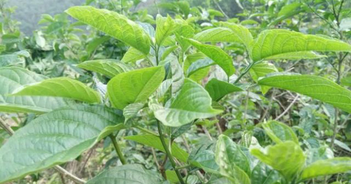 Rau rừng tên nghe đã thấy đắng nhưng lại gây nghiện, đặc sản chỉ khách ...