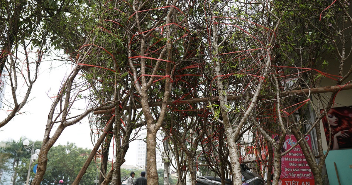Đào rừng hết cửa xuống phố