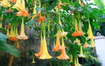 Ăn hoa lạ hình quả chuông, 3 người hôn mê, 1 người ngừng thở