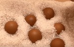 Con dâu nhét trứng vào thùng gạo, mẹ chồng khó hiểu, hỏi ra mới vỡ lẽ