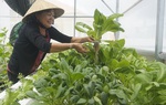 Long An: Ứng dụng công nghệ cao trong nông nghiệp góp phần xây dựng nông thôn mới