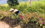 Xây dựng nông thôn mới trong từng việc làm cụ thể 