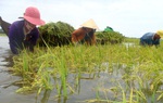 Tình làng nghĩa xóm trải rộng trên cánh đồng mùa gặt chạy lũ