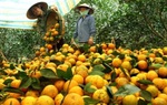 Phụ nữ Hòa Bình khởi nghiệp sáng tạo