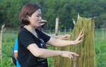 Cán bộ Hội cùng phụ nữ vùng cao dệt ước mơ từ cây gai xanh